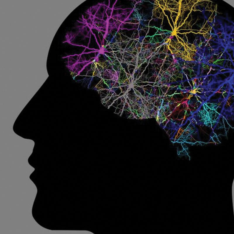 Neural brain connections represented in various colours