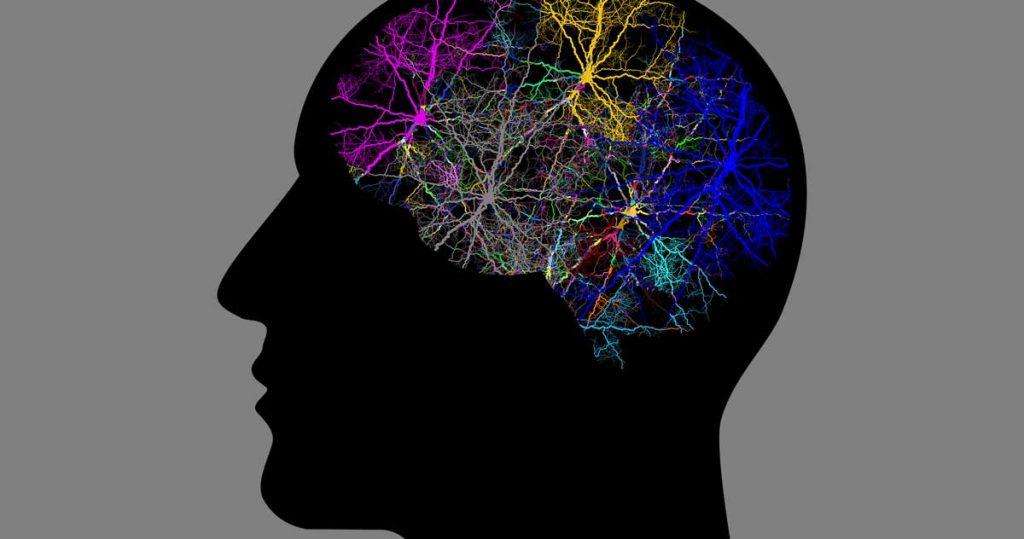 Neural brain connections represented in various colours